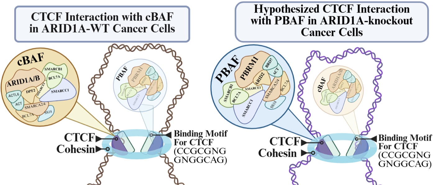 Side-by-side diagram. On the left, CTCF and cohesin bound at a DNA loop in ARID1A wild-type cancer cells, with the cBAF complex and its subunits shown prominently. On the right, the hypothesized arrangement in ARID1A-knockout cells, where PBAF and its subunits take the prominent position instead.