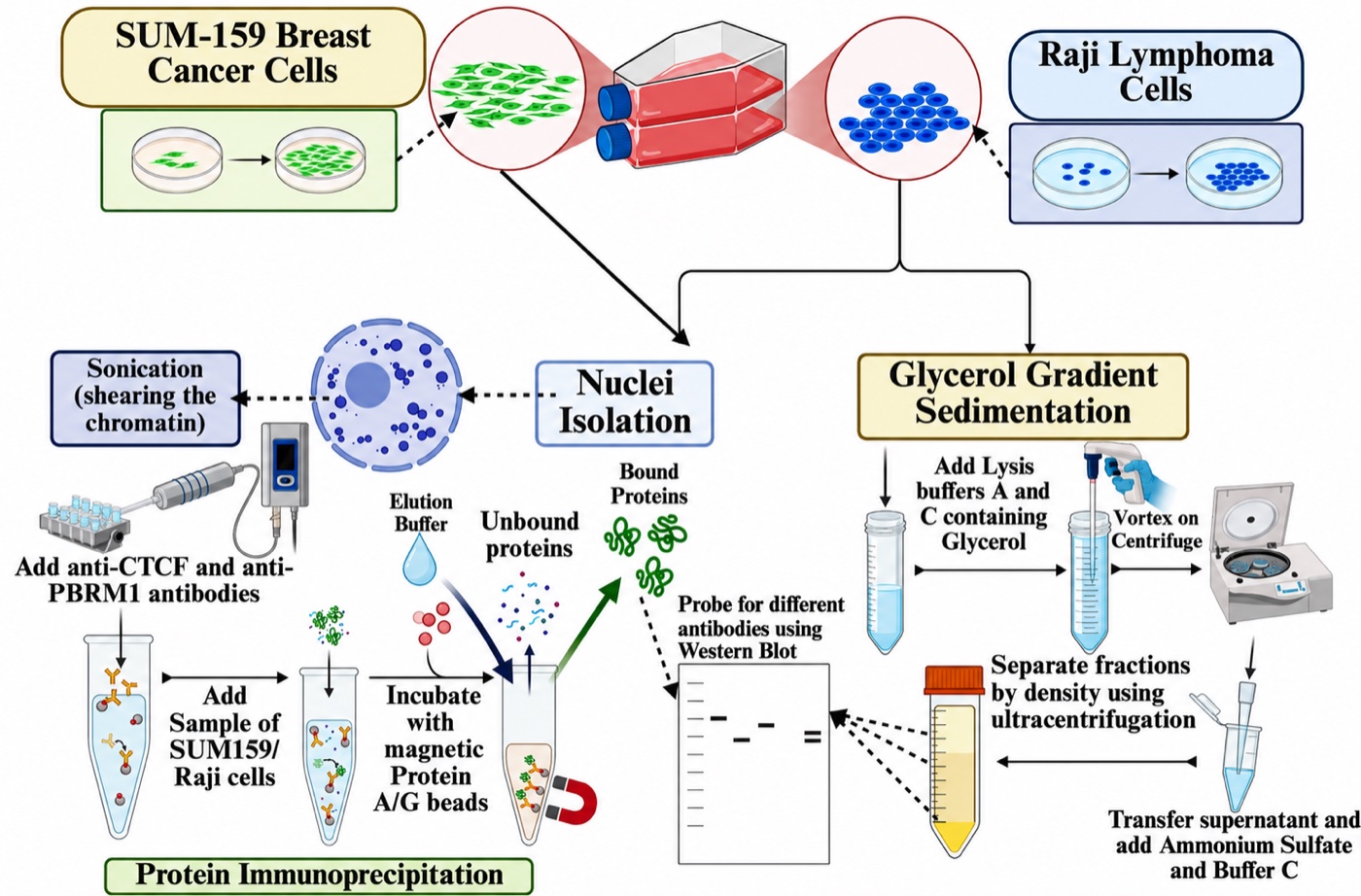 Workflow diagram starting from SUM-159 breast cancer cells and Raji lymphoma cells, branching into a protein immunoprecipitation pathway on the left and a glycerol gradient sedimentation pathway on the right, both ending at a western blot.