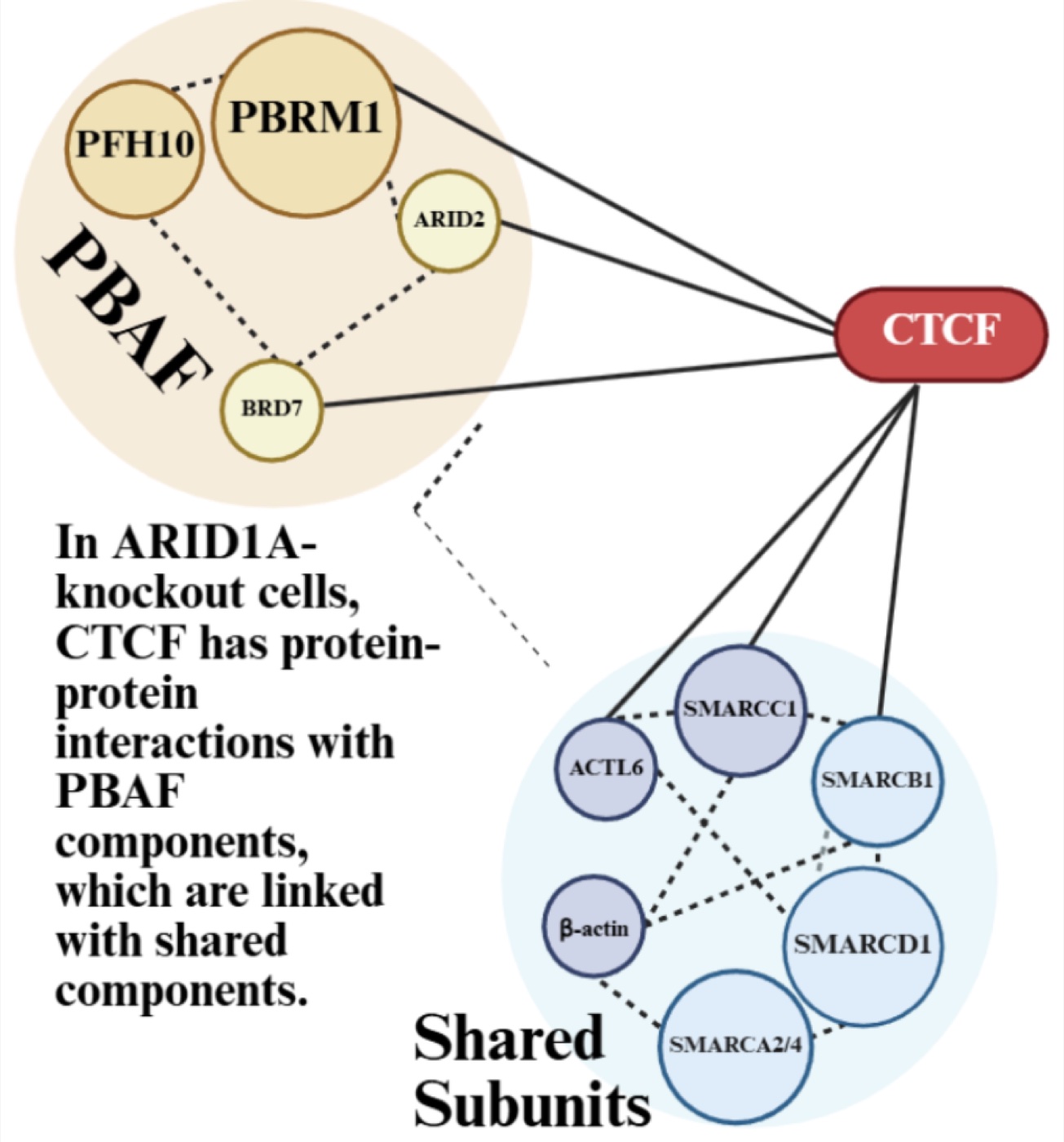 Network diagram with CTCF at center, connected on one side to a cluster of PBAF subunits labeled PBRM1, ARID2, BRD7 and PFH10, and on the other side to a cluster of shared SWI/SNF subunits including SMARCC1, SMARCB1, SMARCD1, SMARCA2/4, ACTL6 and beta-actin.