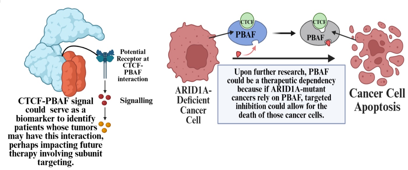 Two-panel diagram. The left panel shows a protein complex signaling through a receptor at the CTCF-PBAF interaction, proposed as a biomarker. The right panel shows an ARID1A-deficient cancer cell whose CTCF-PBAF complex is blocked by an inhibitor, leading to cancer cell apoptosis.