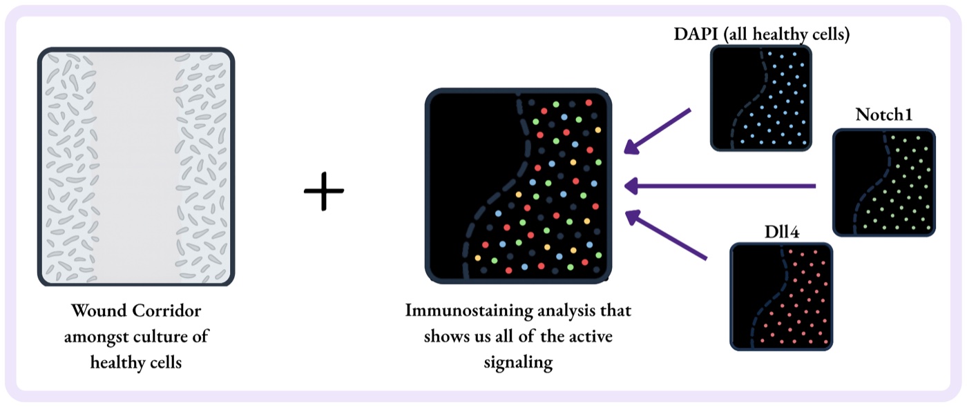 Schematic pairing a wound corridor scratched through a culture of healthy cells with an immunostaining composite, fed by three separate stain panels labeled DAPI for all healthy cells, Notch1, and Dll4.