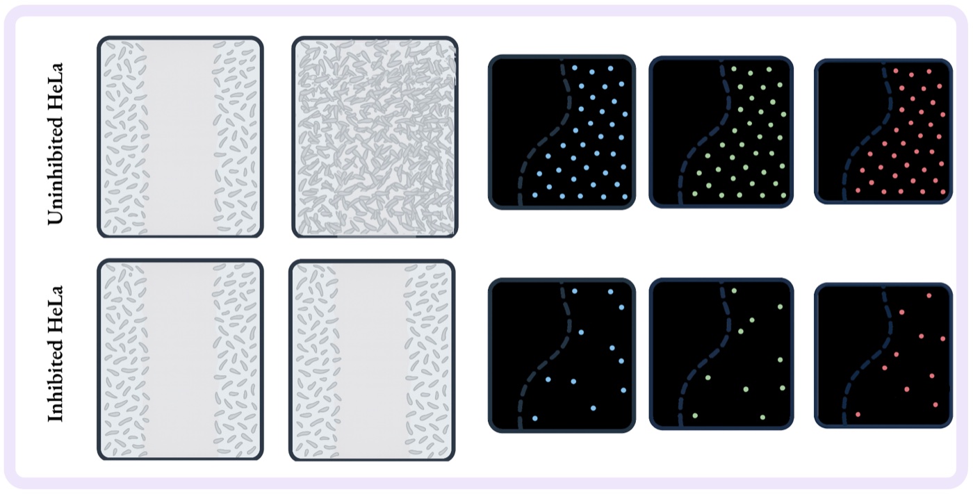 Two rows of panels. The uninhibited HeLa row shows the wound corridor filling in with dense cells and bright DAPI, Notch1, and Dll4 staining. The inhibited HeLa row shows the corridor still largely open and much sparser staining.