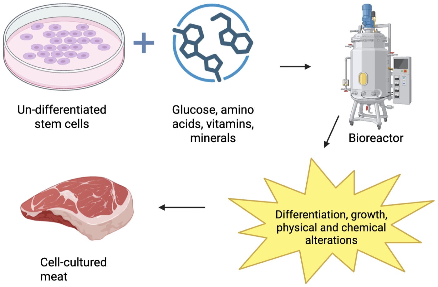 Flow diagram of cultured meat production. Stem cells in a petri dish plus a nutrient mix feed into a bioreactor, where differentiation, growth, and physical and chemical alterations produce a cut of meat.