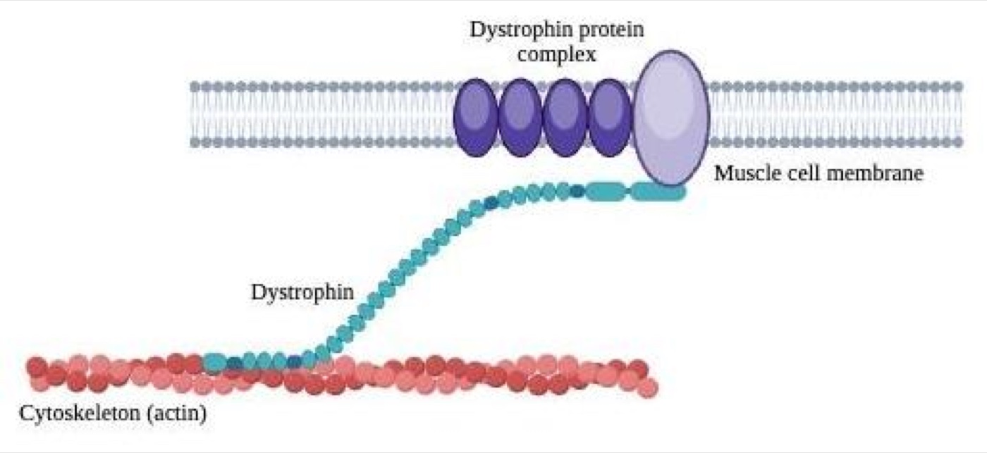 Diagram of a muscle cell membrane with the dystrophin protein complex embedded in it, connected by a long dystrophin strand down to a red actin cytoskeleton filament below.