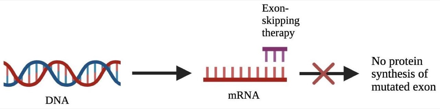 Flow diagram: DNA double helix leads to an mRNA strand; a small purple exon-skipping molecule sits on the mRNA, and a red X blocks the next arrow, labeled no protein synthesis of mutated exon.
