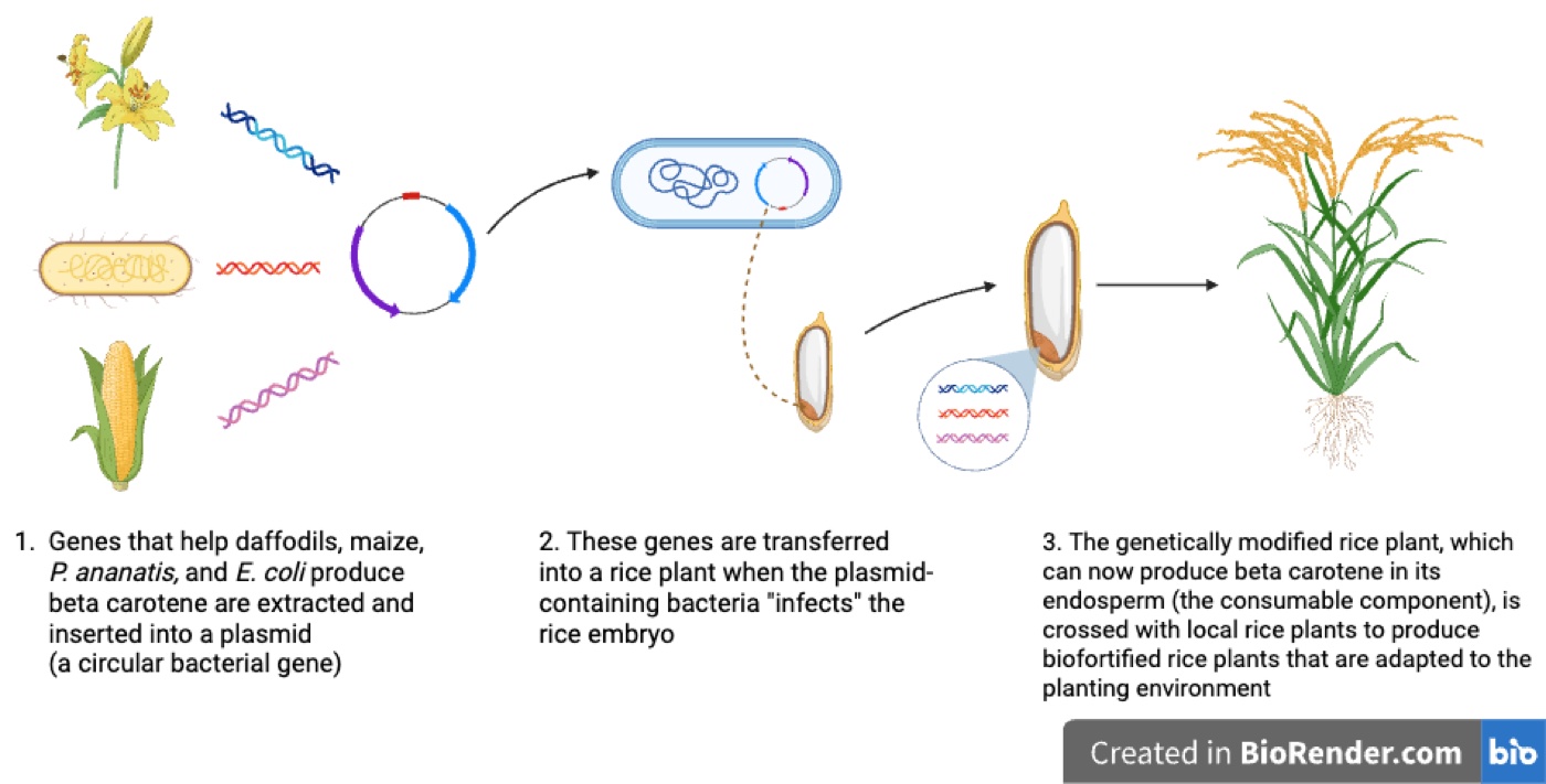 Three-step diagram: beta carotene genes from daffodils, maize, P. ananatis, and E. coli are inserted into a bacterial plasmid; bacteria transfer the genes into a rice embryo; the modified rice plant is crossed with local rice varieties.