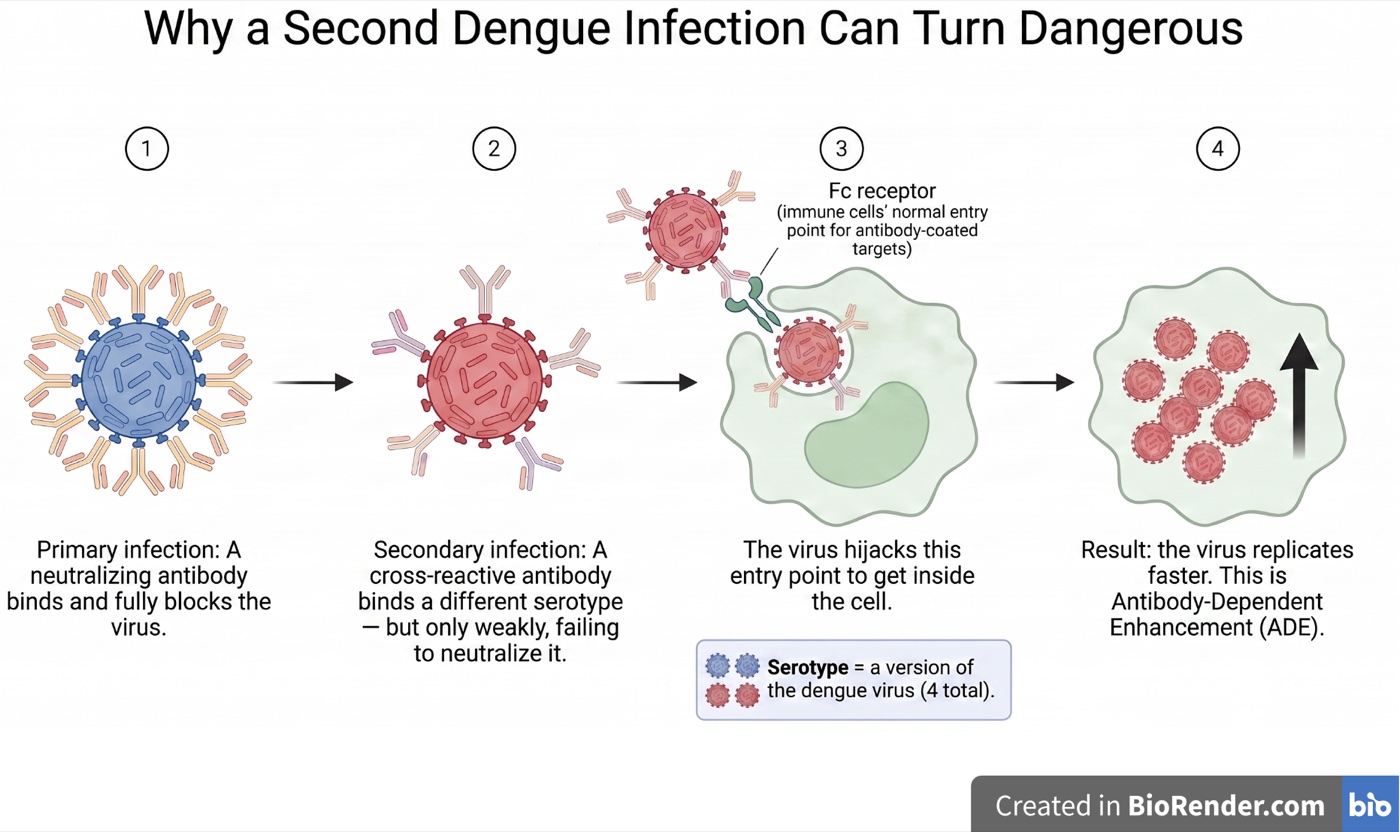 Four-step diagram titled “Why a Second Dengue Infection Can Turn Dangerous.” A neutralizing antibody fully blocks the virus in a primary infection; in a secondary infection a cross-reactive antibody binds a different serotype only weakly; the antibody-coated virus enters an immune cell through the Fc receptor; the virus then replicates faster inside the cell, which is antibody-dependent enhancement.