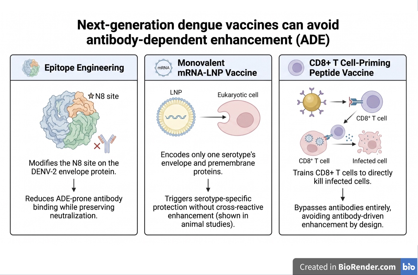 Three side-by-side panels. Epitope engineering modifies the N8 site on the DENV-2 envelope protein to reduce ADE-prone antibody binding while preserving neutralization. A monovalent mRNA-LNP vaccine encodes one serotype’s envelope and premembrane proteins to trigger serotype-specific protection without cross-reactive enhancement. A CD8-positive T cell priming peptide vaccine trains T cells to kill infected cells directly, bypassing antibodies entirely.